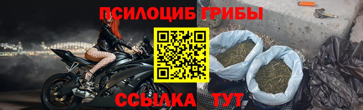 Галлюциногенные грибы Psilocybe Рязань